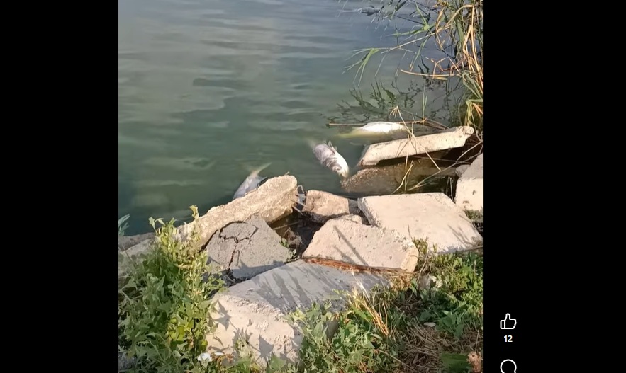 Pești morți pe Lacul Tăbăcărie din Constanța / ”Asta este viața, asta este natura. Vara, lacurile, bălțile, cele mai puțin adânci care se încălzesc mai mult, trec prin perioade anoxice”