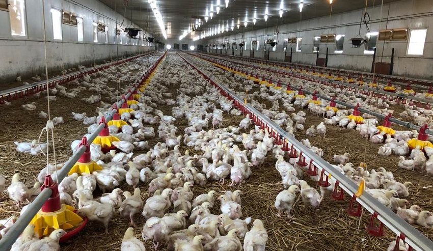 STUDIU | Fermele industriale de pui ar putea favoriza răspândirea de Campylobacter, o bacterie care provoacă gastroenterită
