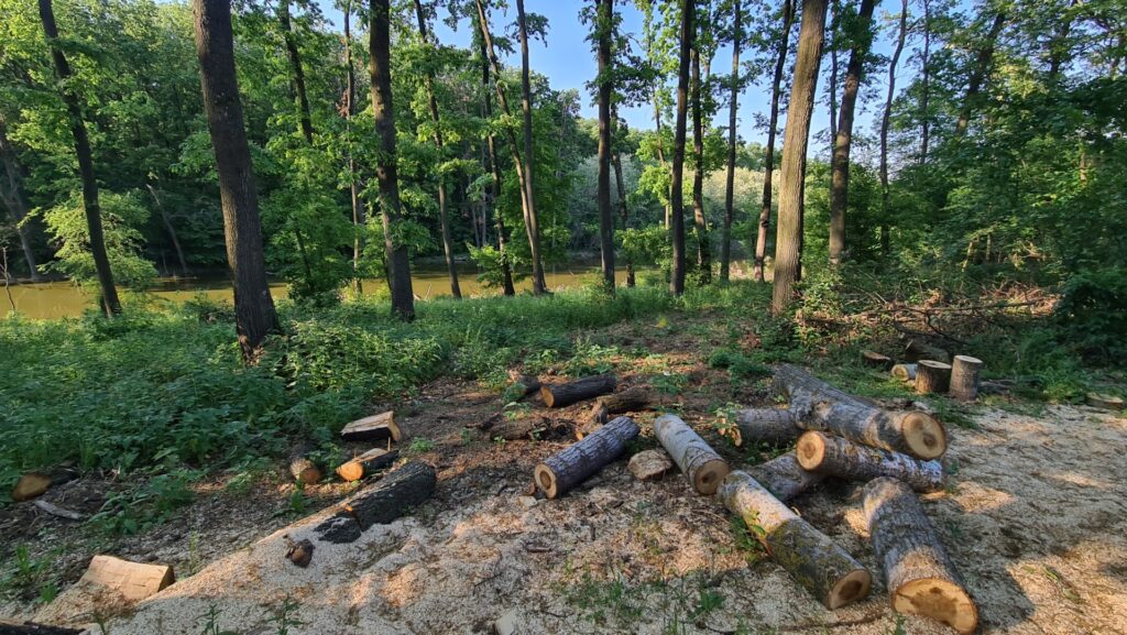 Drepturile naturii: ar putea pădurile, râurile sau spațiile verzi să fie tratate ca persoane juridice? Un avocat în dreptul mediului spune că da