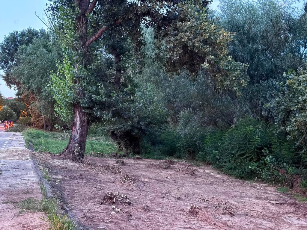 FOTO | Fundația Eco-Civica acuză tăierea a aproape 1.000 de arbori la Galați, în proiectul de modernizare a Falezei Dunării de 3,5 km, descris de primarul PSD ca cea mai lungă promenadă și cere explicații Primăriei inclusiv pentru lipsa publicării documentelor administrative