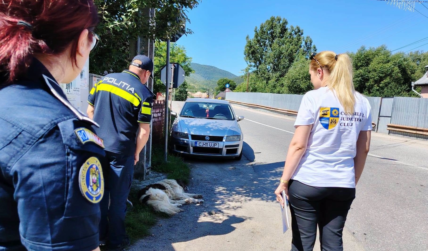 Problema câinilor comunitari EXPLODEAZĂ în zona de munte a Clujului! Ce au descoperit autoritățile: „Situația e mai gravă decât în restul județului”