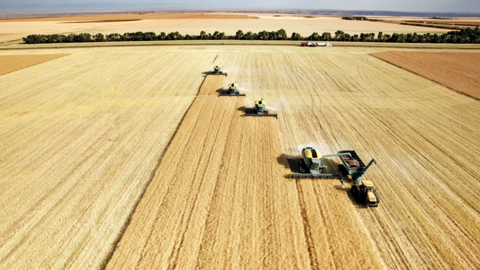 Canicula loveşte puternic agricultura europeană. Uleiul de măsline, prentre cele mai afectate produse - Care sunt avantajele României
