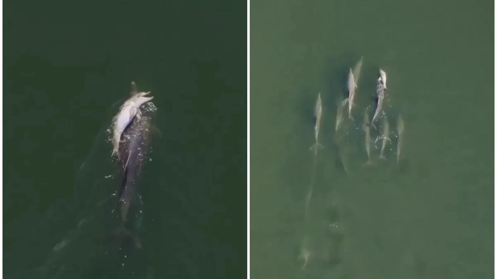 VIDEO O mamă-delfin a refuzat să se despartă de puiul ei mort. L-a purtat zile întregi pe spate însoțită de un grup de delfini, ca într-un fel de ritual de despărție