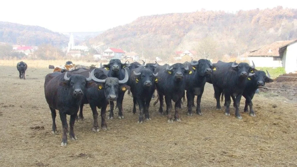 Crescătorii de bivoli din Transilvania, afectați de secetă / Călin Andrei Zanc, președinte Asociație: „Avem probleme cu furajele, pentru că recoltele au fost afectate de secetă”