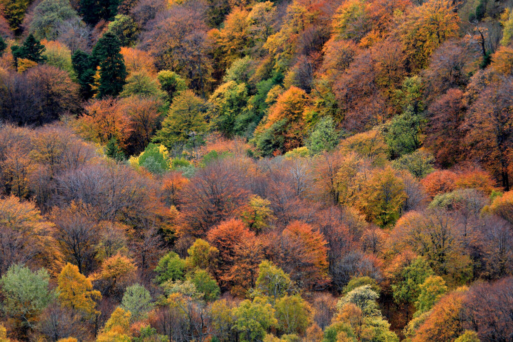 România a promis 10% protecție strictă pentru natură până în 2030, dar Ministerul Mediului propune doar 2,54%, acuză Agent Green, Greenpeace, Declic și Platforma pentru Adaptare Climatică