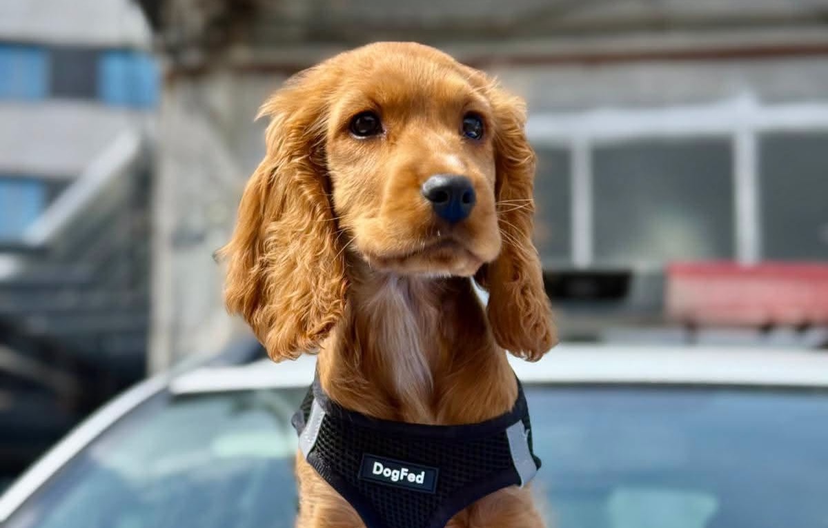 Avertisment de la Poliție pentru clujeni: Un câine lăsat în mașină „doar două minute” poate muri: Ce amenzi riscă oamenii neglijenți cu animalele
