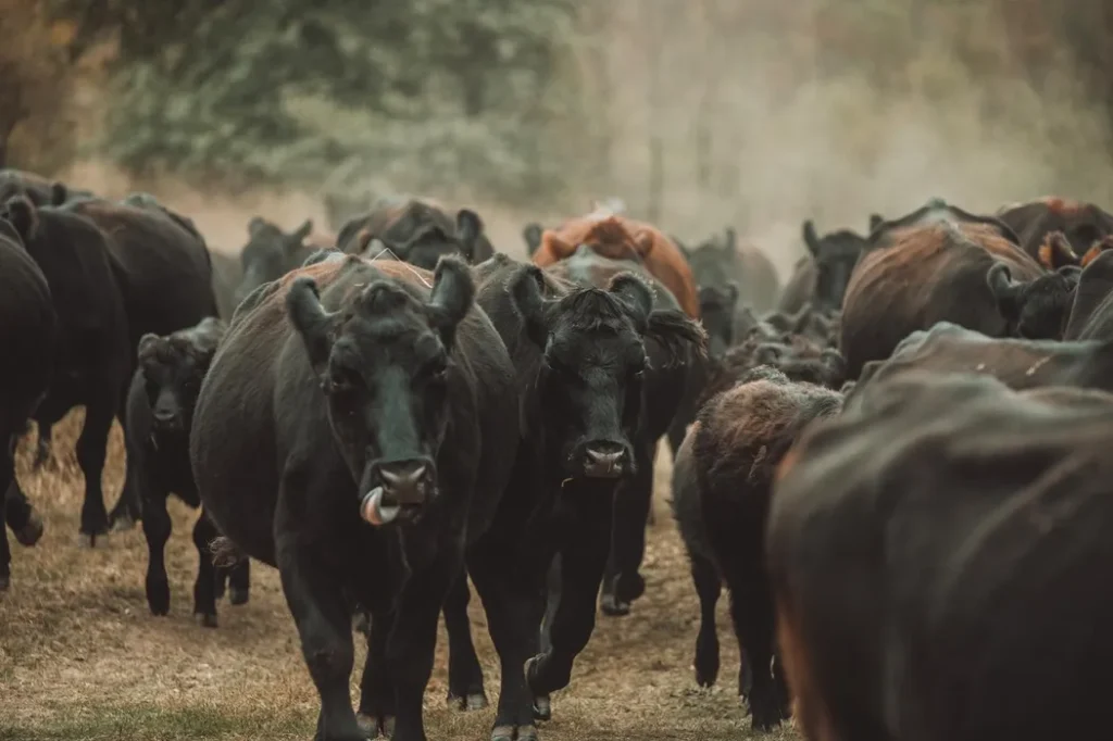 INTERVIU | Cum se crește vita 100% grass-fed în România. Ștefan Bărbulescu, fermier: „Putem să ne dăm seama în ce sezon a fost sacrificat animalul după gustul fripturii”