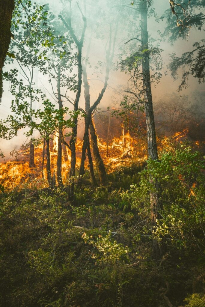 Gândacul negru de pin este atras de incendiile de pădure / Oamenii de știință au dezvoltat un senzor infraroșu inspirat de gândac ce ar putea ajuta la detectarea timpurie a incendiilor