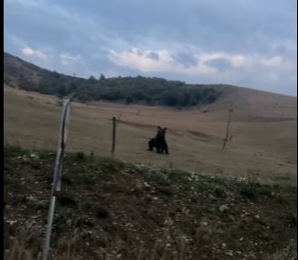 VIDEO. Un urs a fost zărit la marginea unui drum din Cluj. Animalul nu a fost intimidat de prezența mașinilor