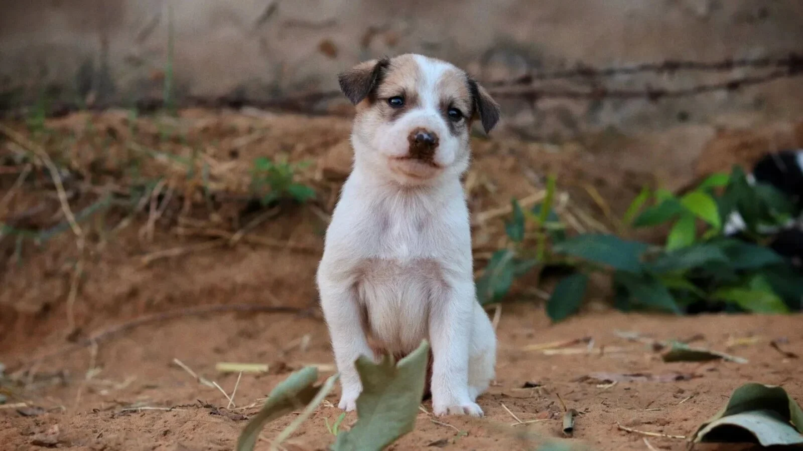 Țara care îi îndeamnă pe oameni să lupte împotriva caniculei cu supă de carne de câine