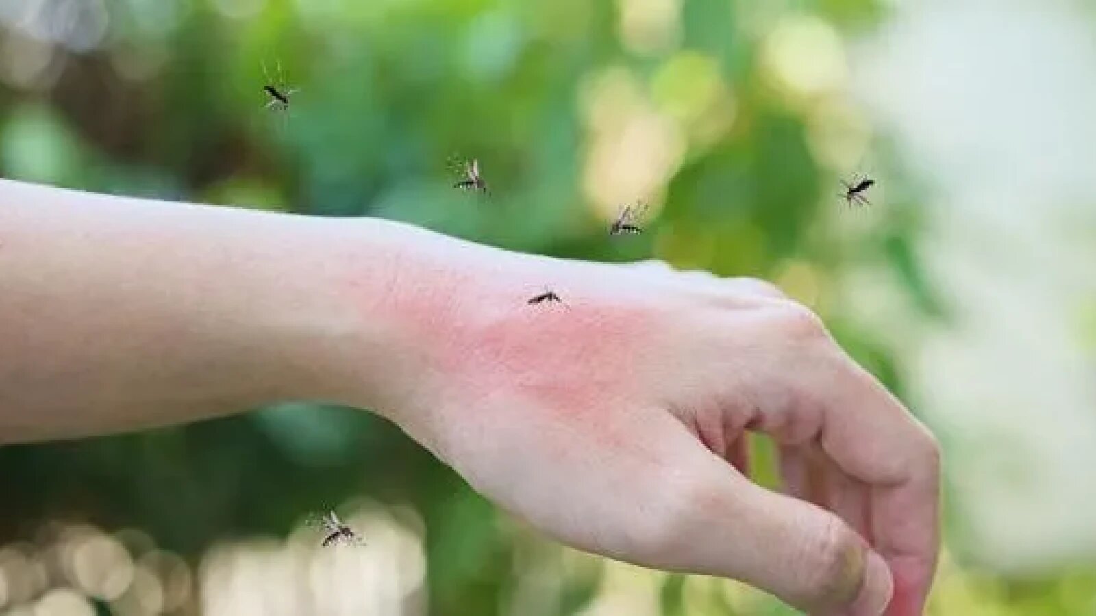 Infectările cu virusul West Nile s-au înmulțit în Europa: Italia și Grecia, în topul clasamentului