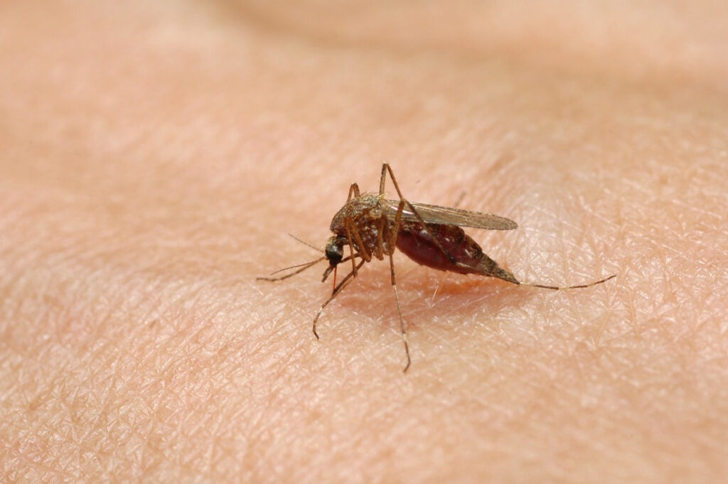 600.000 de țânțari modificați eliberați în grădini din SUA. Metoda ar putea reduce folosirea pesticidelor / Cum funcționează