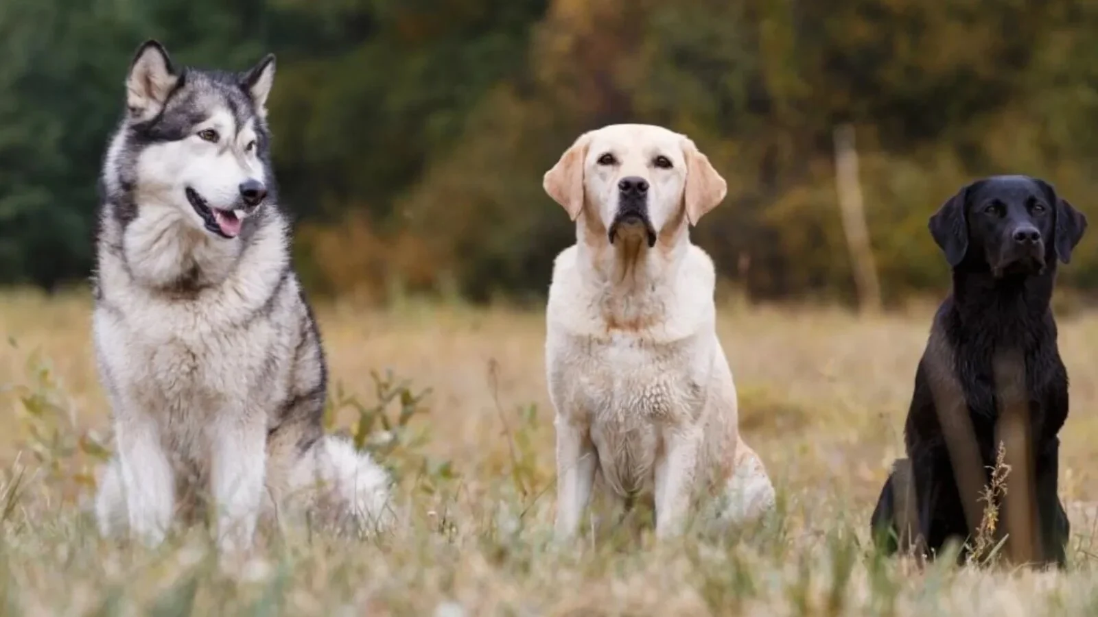 Rasele de câini sensibile la stăpâni gălăgioși | Avertisment veterinar