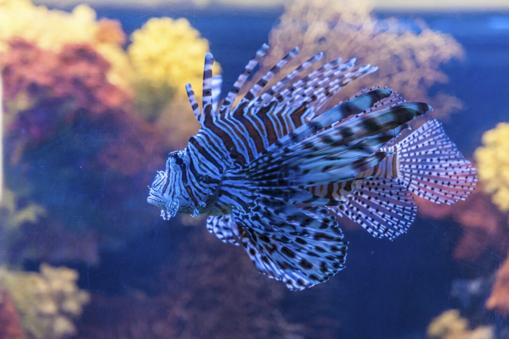Speciile invazive proliferează într-o Marea Mediterană transformată de încălzirea globală