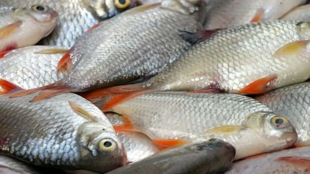 Paradoxul peștelui românesc: Produce 300 de tone de pește, dar nu poate să-l vândă / Gheorghe Nistor (inginer piscicol): „Competiția făcută de peștele de import este tot mai mare. Nu avem desfacere”