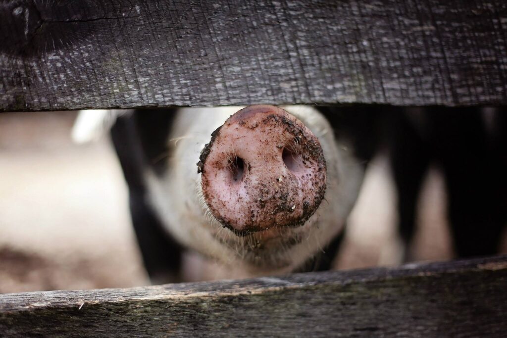 Oameni contra porci: Documentarul BBC „A Romanian Ransom” dezvăluie comerțul clandestin cu evrei din România comunistă / Regimul comunist a vândut mii de vieți omenești în schimbul animalelor