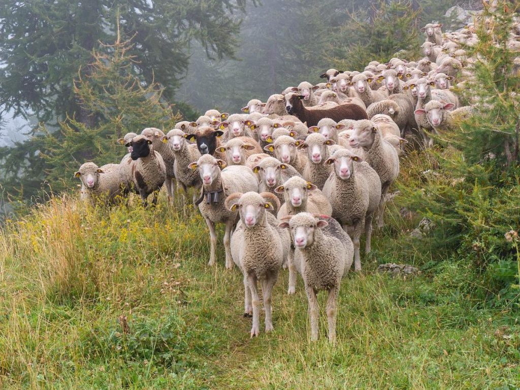 Două focare de variolă la oi la ferme din Constanța. Ciobanii au ascuns oile moarte