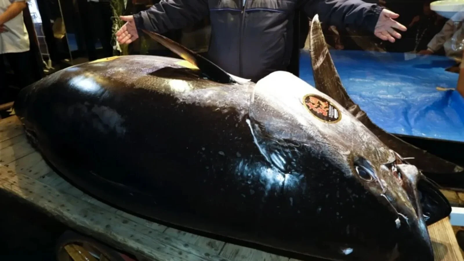 Tonul roșu, uriașul din oceane care atinge viteze de peste 70 km/h