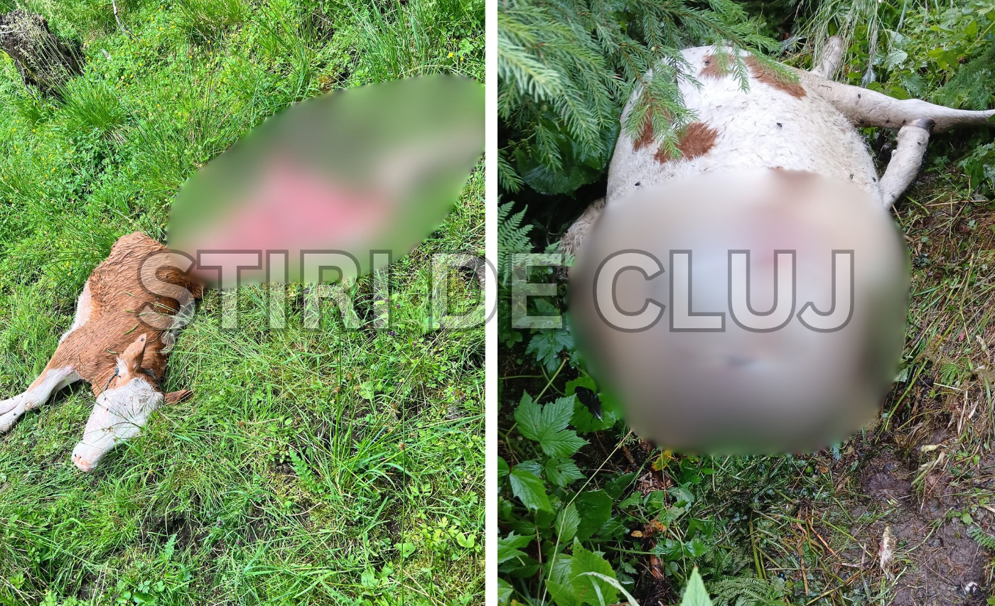 VIDEO. Un lup face ravagii la o fermă din Cluj: Doi viței omorâți într-o singură săptămână. „Nu știm ce să facem, nu mai avem din ce să trăim”