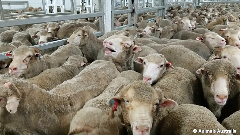 ANSVSA: Transporturile ilegale de ovine, cel mai mare pericol biologic la adresa României / Amendă de 20.000 de lei și dosar penal