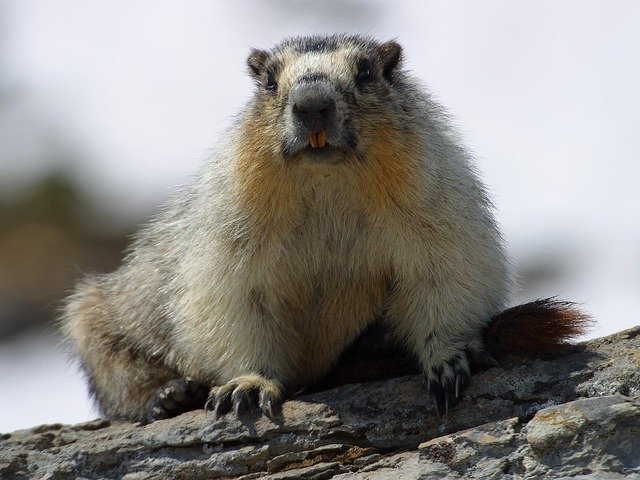 Marmotele americane ajung pe OnlyFans / Trump a tăiat fondurile destinate cercetării, iar specialiștii au găsit o modalitate de a strânge bani / Sunt fotografiate și filmate în timp ce mănâncă, sapă, se urmăresc și se bat