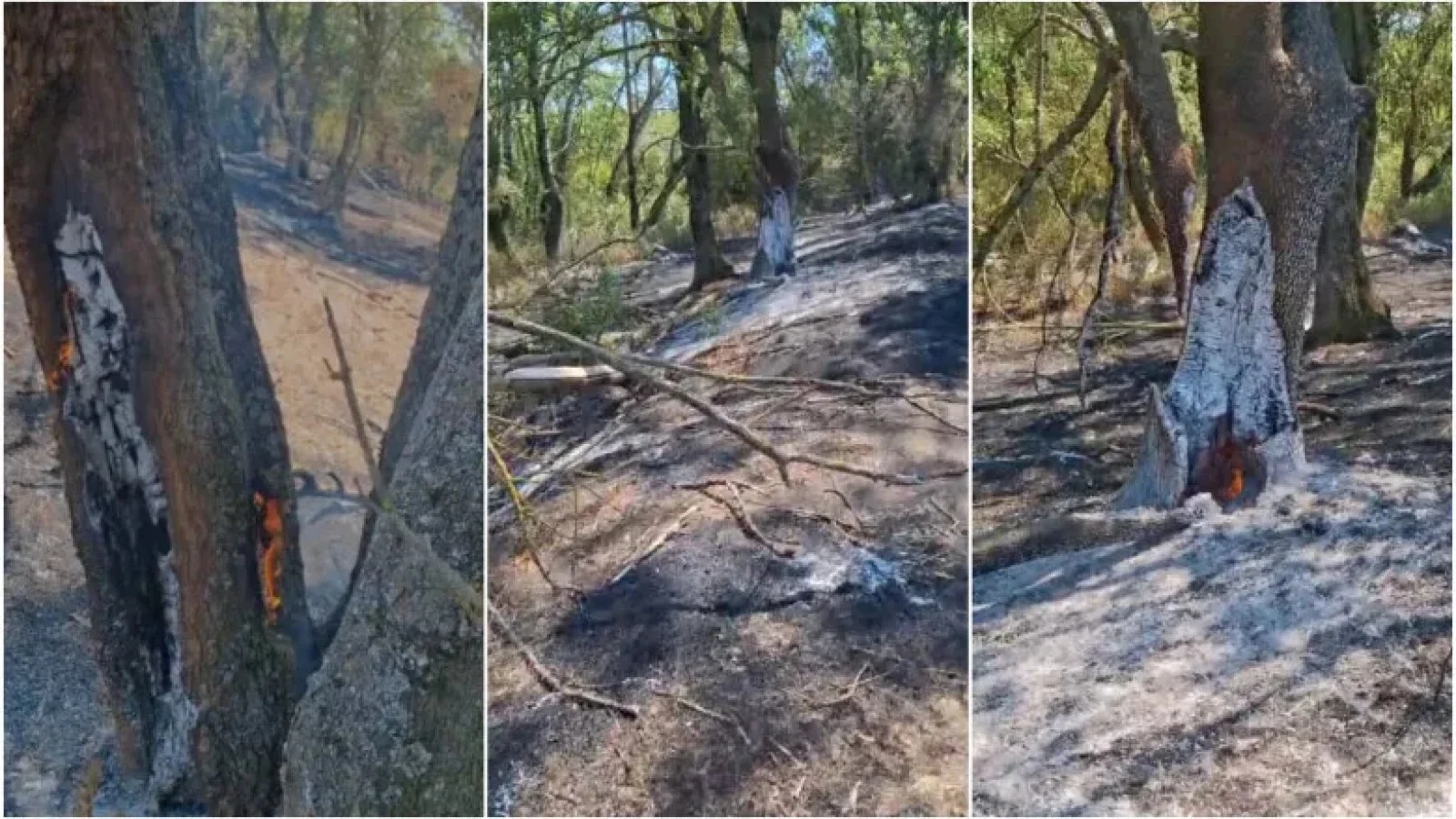 Misterul focului din Parcul Natural Lunca Mureșului. Fenomenul care îi sperie pe localnici: Copacii ard de la rădăcini, iar incendiul nu poate fi stins de un an