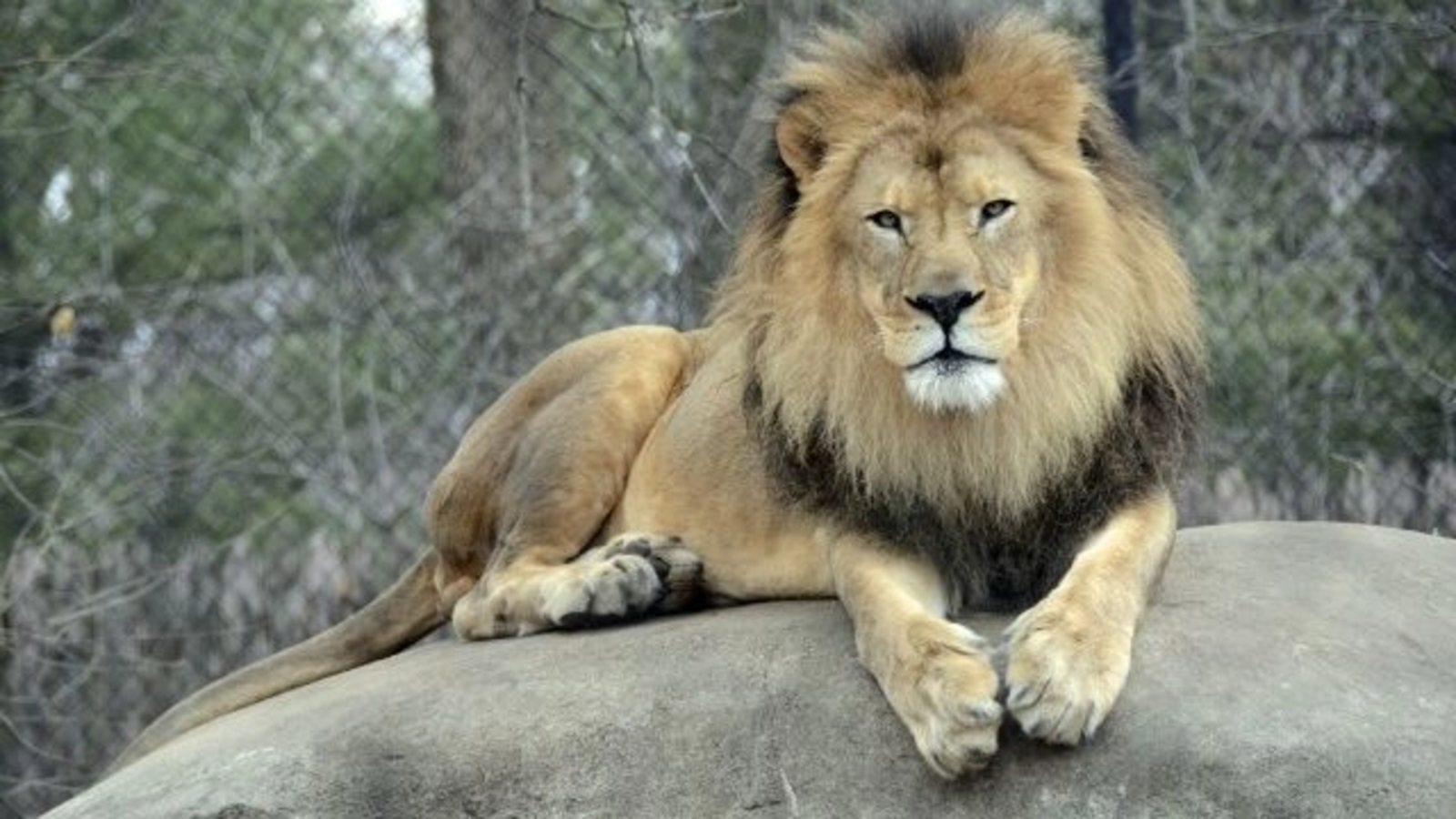 Polițiștii au descins din nou la grădina zoologică ilegală din Dâmbovița, de unde Dani Mocanu și Nuțu Cămătaru își luau animale exotice