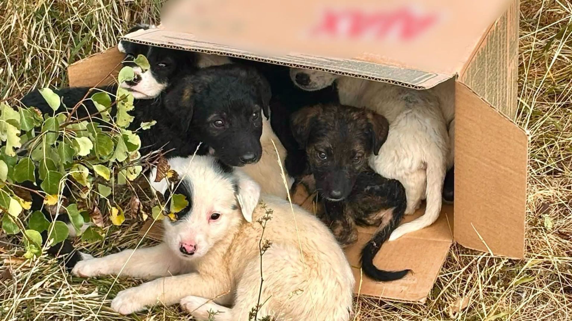 Gestul care a salvat 8 suflete în Cluj! Doi tineri au găsit cățelușii abandonați într-o cutie de carton și sunat la Poliție: Ce s-a întâmplat cu ei