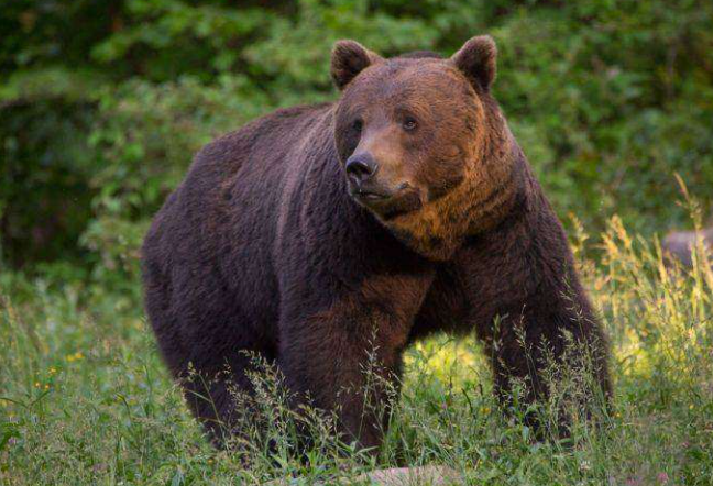 Ursul a băgat spaima în localnicii dintr-un sat! Fiara a atacat animale, iar oamenii au primit RO-Alert