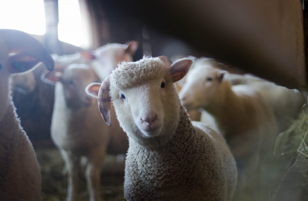 Președintele ANSVSA: Planul de deblocare a exporturilor de ovine și caprine va fi prezentat Comisiei Europene. Este foarte greu să fie făcuţi paşi concreţi dacă „fermieri iresponsabili” nu vor să înţeleagă că trebuie să respecte legea