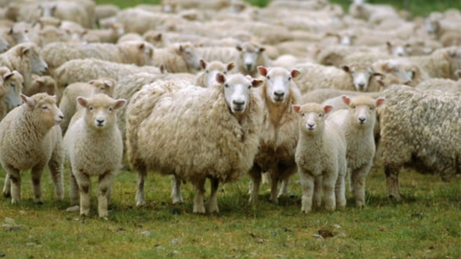 Focarul de variolă ovină deschide cutia Pandorei: Toată conducerea DSVSA Brăila, demisă. 4.600 de oi în acte, doar 500 găsite