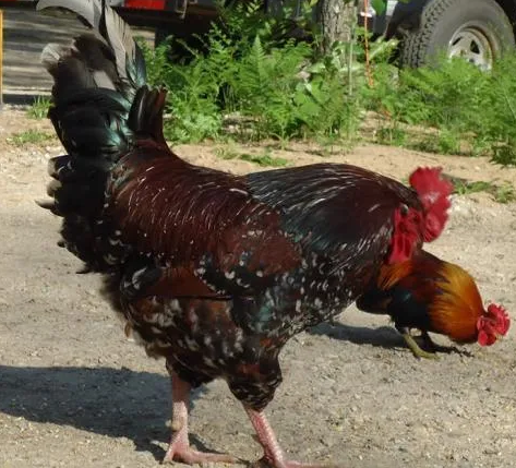 Situație revoltătoare în Gruia! Un clujean reclamă zeci de găini și cocoși, gunoaie și șobolani în curtea unui vecin