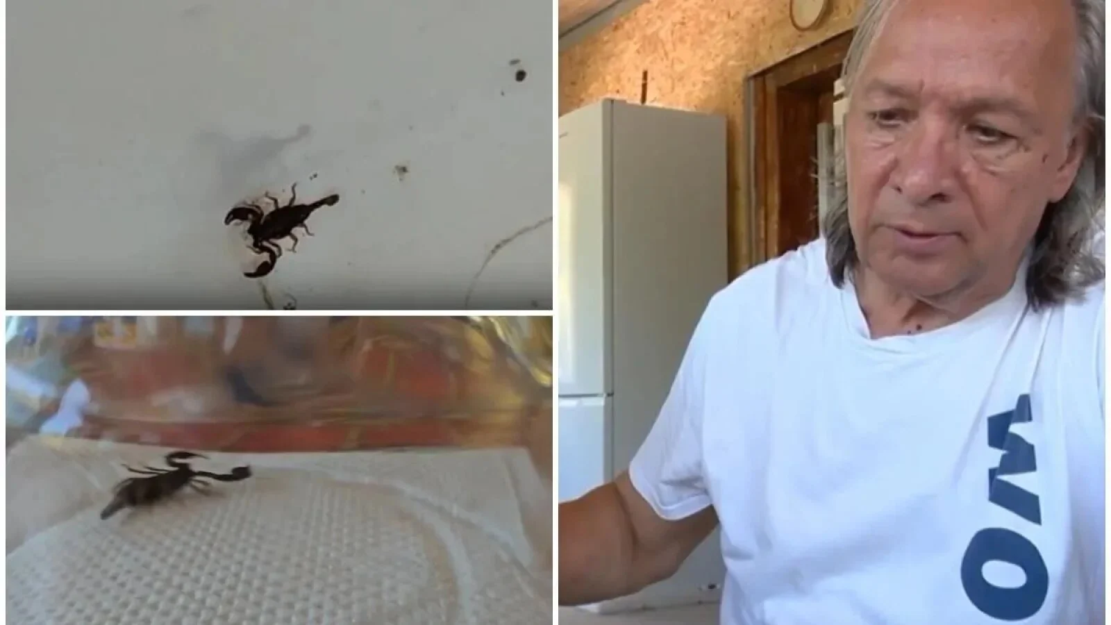 Panică într-o gospodărie din Buzău: scorpioni ajunși până în casă. Proprietarul, speriat: „Pericolul ne pândește la orice pas”
