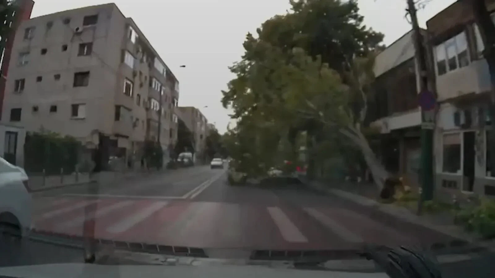 VIDEO A 'leșinat' pomul, din senin, în mijlocul străzii: O fracțiune de secundă a lipsit și totul se putea transforma într-o tragedie