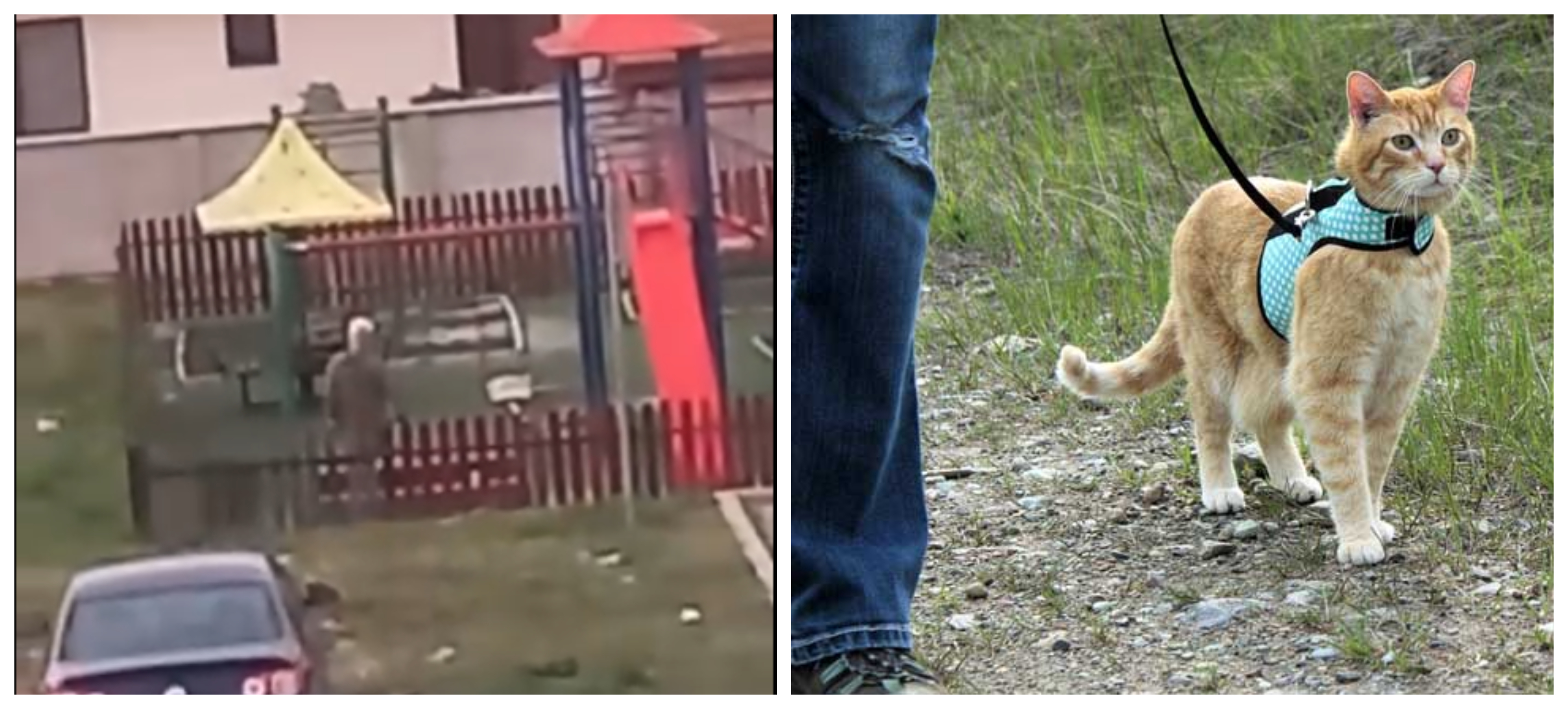 VIDEO. Scandal la un loc de joacă. Un bărbat își duce pisica să își facă nevoile în nisipul copiilor: „A început să miroasă a fecale. Puțin respect”