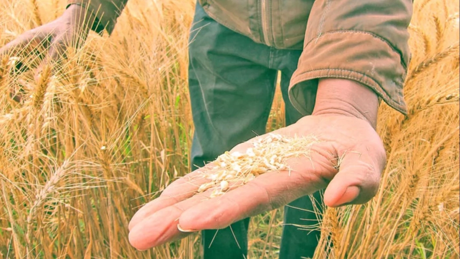 Paradoxul agricol românesc: Record pe câmp, gaură de miliarde la raft. România exportă grâu ieftin și importă mâncare scumpă