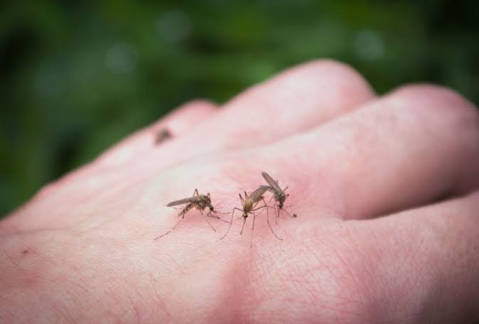 Virusul West Nile a ajuns și la Cluj. Un caz confirmat în județ, în timp ce bilanțul național urcă la 46 de infectări și doi morți de la începutul verii