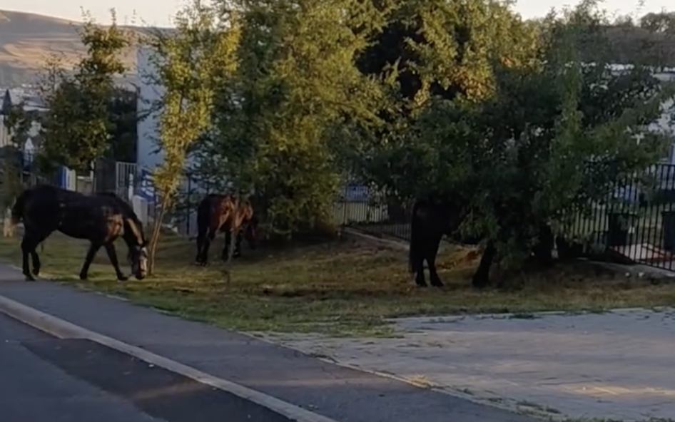 VIDEO. Patru „elevi” s-au prezentat la porțile școlii din Cluj înaintea tuturor! Aceștia păscut liniștiți lângă drum: „Materie nouă, echitația!”