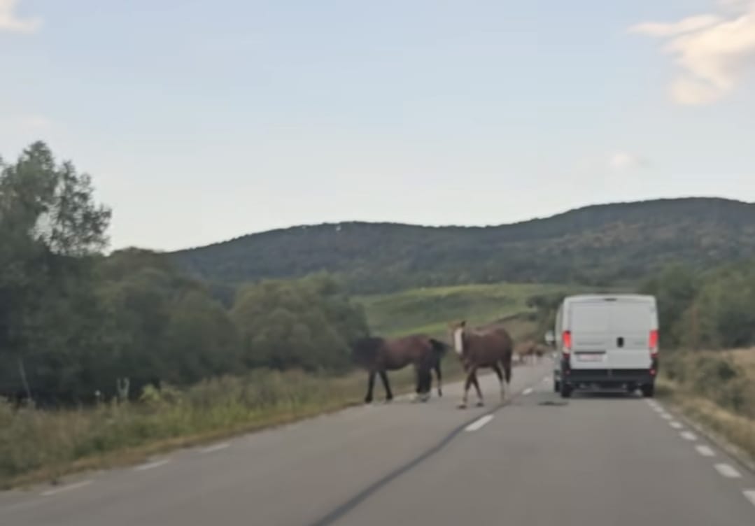 Pericol pe un drum din Cluj! Mai mulți cai au ajuns pe carosabil și au pus șoferii în dificultate