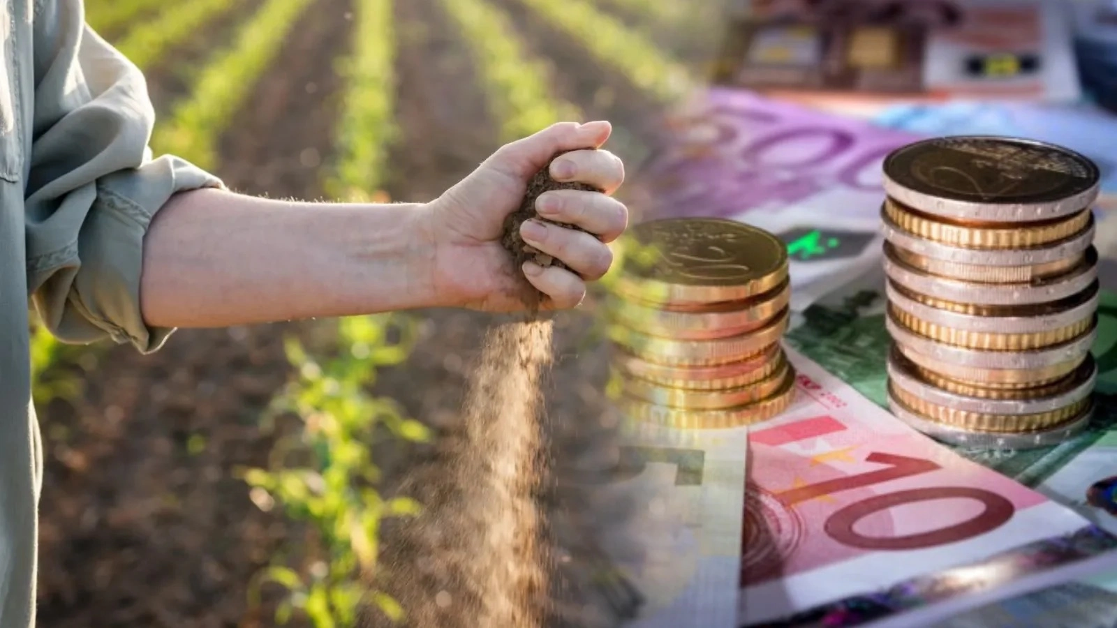 Cultura din care poți scoate 60.000 de euro la hectar: Fermierii sunt interesați de legume atipice