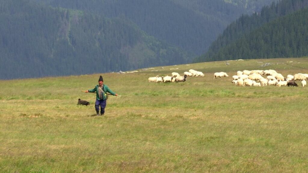 Studiu în revista Science: Vegetația alpină din Carpați, înlocuită accelerat din cauza încălzirii globale / Plantele de la altitudini joase invadează vârfurile montane