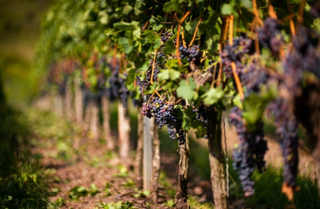 Franţa va avea în 2026 una din cele mai slabe producţii de vin din ultimii 30 de ani / „Deficitul prelungit de apă din sol s-a intensificat în întreaga regiune”