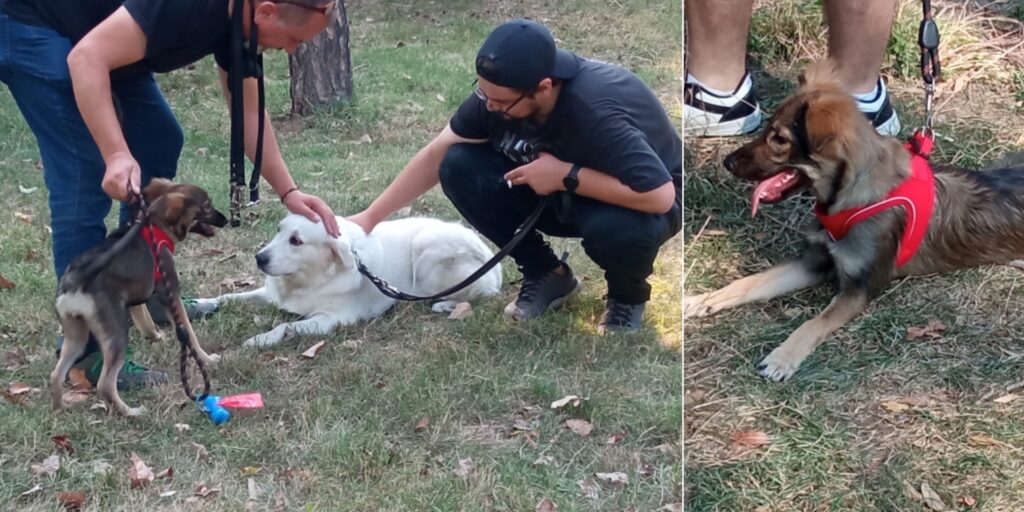 Devine obligatorie utilizarea de bodycam-uri în gestionarea câinilor fără stăpân, potrivit unui proiect adoptat tacit de Senat / Camera Deputaților este for decizional