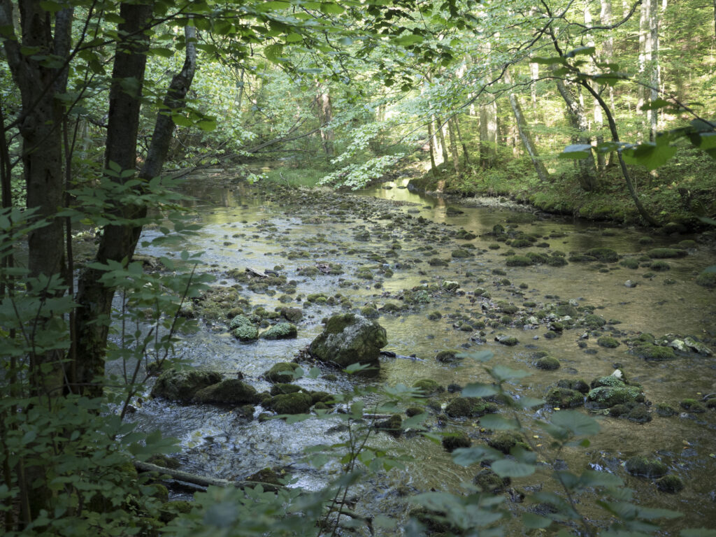 WWF: Peste 10% din pădurile statului intră în primul Catalog al Zonelor Prioritare pentru Biodiversitate / „Coridoarele verzi-albastre” – râurile, zonele umede și pădurile de pe maluri – sunt aproape inexistente în actuala rețea