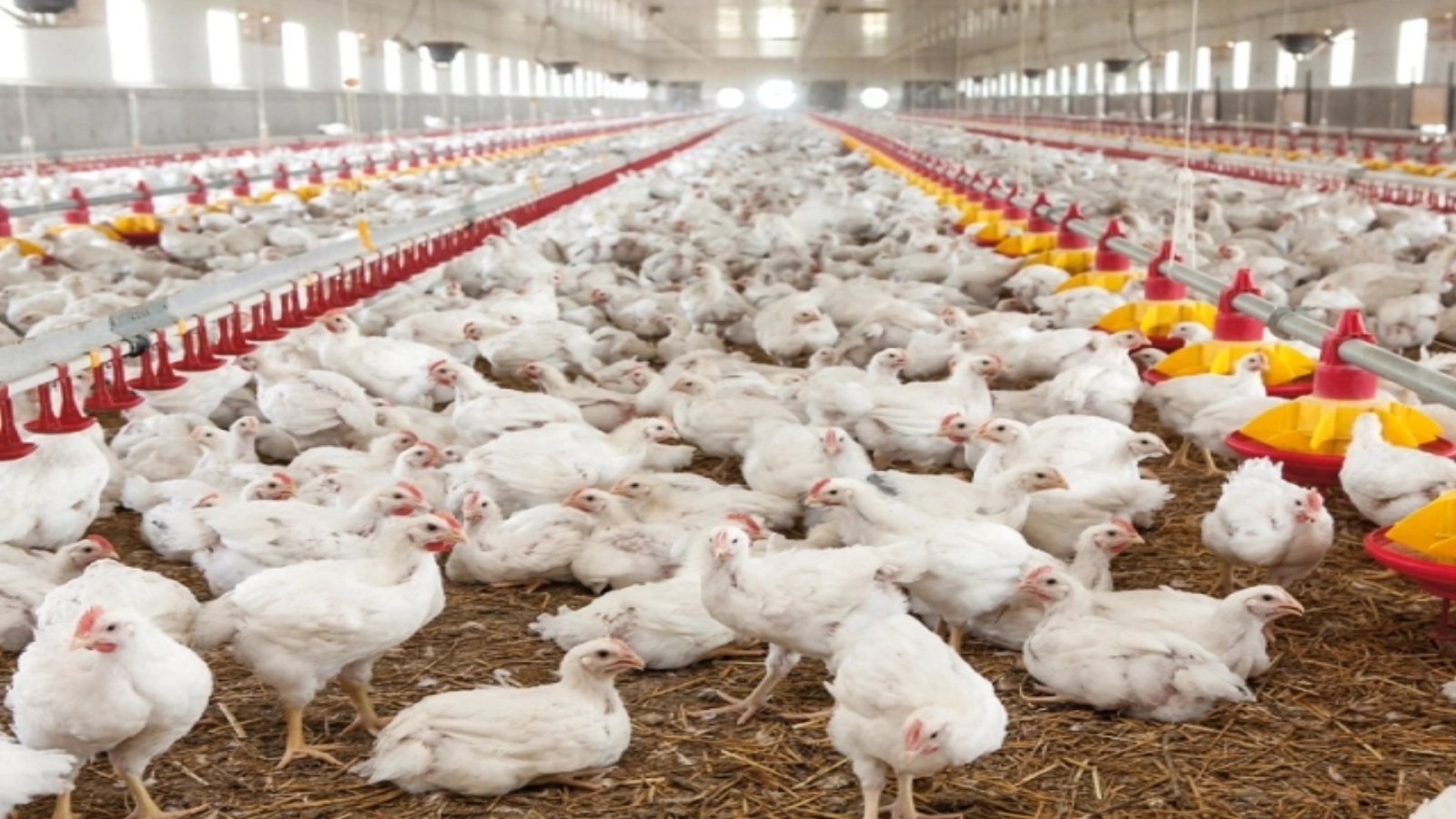 FOTO Fănel Bogos, control DSVSA cu Poliția: 150.000 de păsări găsite într-o fermă autorizată pentru bovine