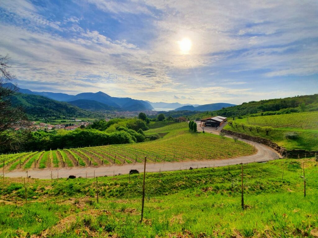 Noua hartă agricolă a Italiei: Cum schimbă clima viitorul alimentelor tradiționale / Podgorii la altitudini din ce în ce mai înalte, măslinii ajung tot mai spre nord, iar roșiile sunt în pericol / ”Buruienile, insectele și ciupercile pot ajunge în zone în care înainte nu existau”