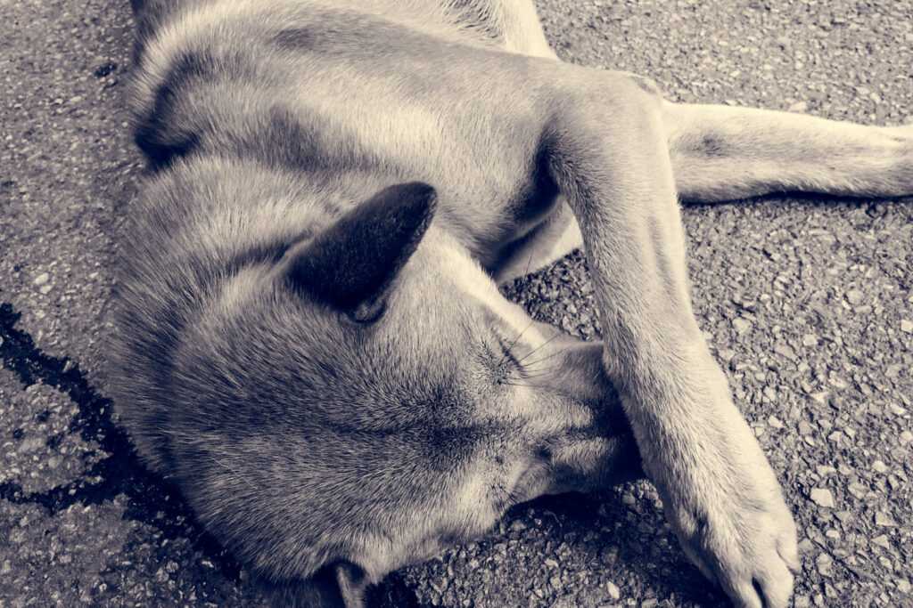 O asociație neguvernamentală cere măsuri urgente împotriva celor care abuzează animalele, după ce doi copii ar fi înjunghiat 7 pui de câine în timp ce se filmau și râdeau