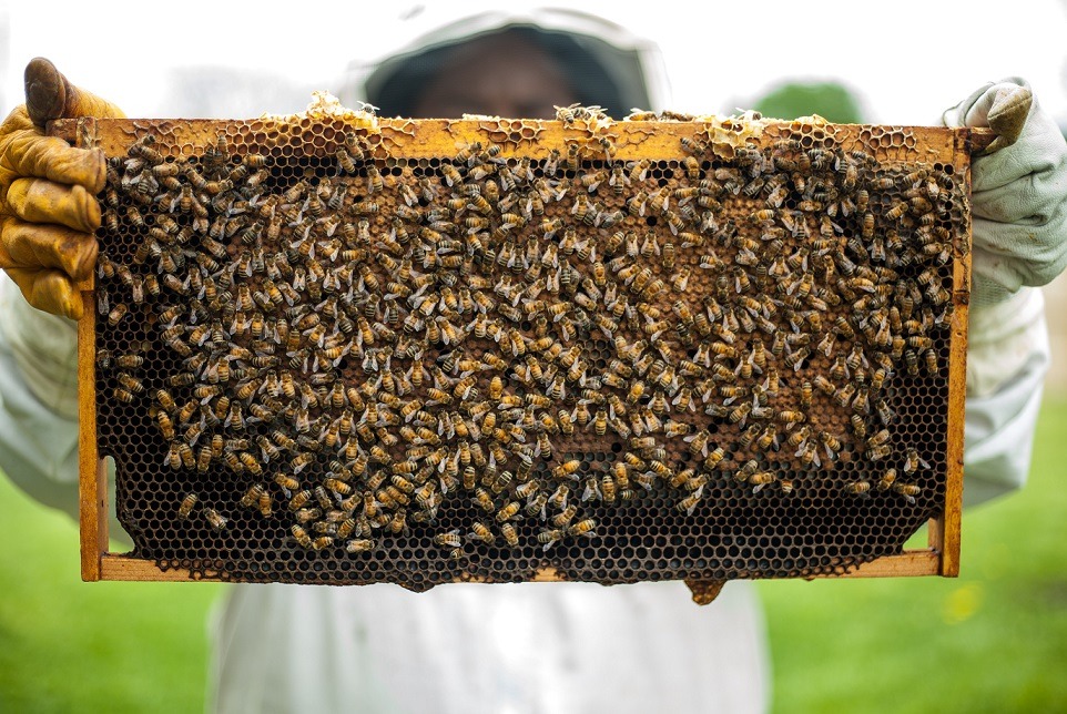 Ajutorul de stat de 15 euro/familia de albine se transformă în ajutor de minimis / Iniţiativa legislativă, agreată de Ministerul Agriculturii
