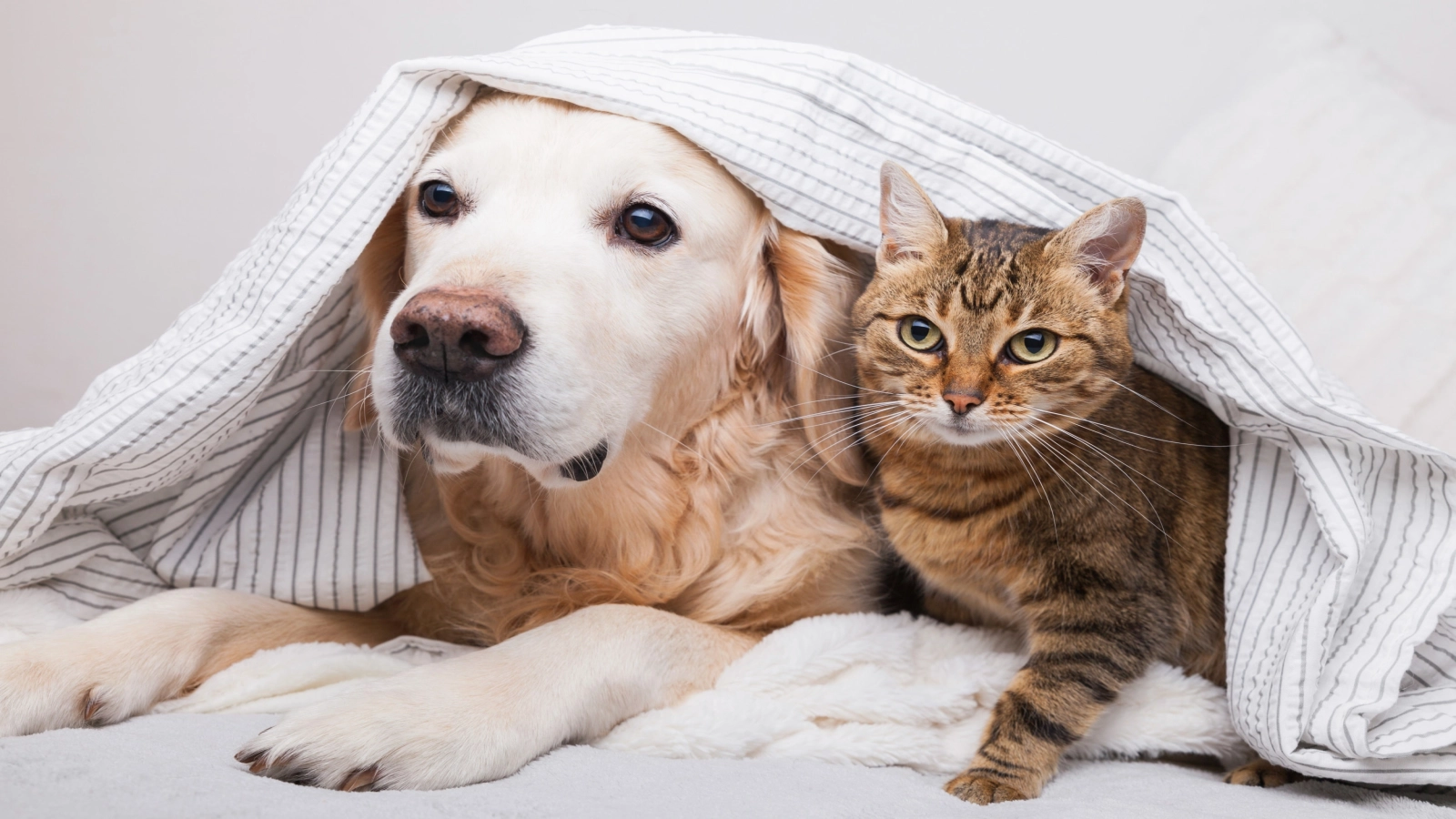 Ce animal te reprezintă în funcție de zodie. Simbolul care se potrivește cel mai bine personalității tale