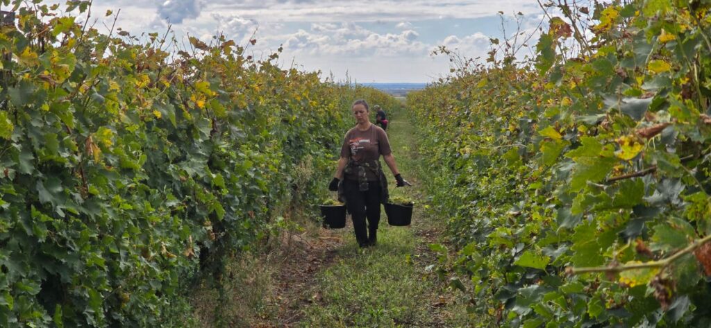 Criza de zilieri în Prahova, la strânsul strugurilor / ”Le oferim 200 de lei pe zi și au de cules 400 de kilograme” / ”În prima zi s-au prezentat 16, la cules au rămas doar 7”